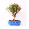 Bonsai de Cereja Anã 5 Anos - Imagem 3
