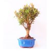 Bonsai de Cereja Anã 5 Anos - Imagem 4