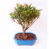 Bonsai de Cereja Anã 5 Anos - Imagem 5