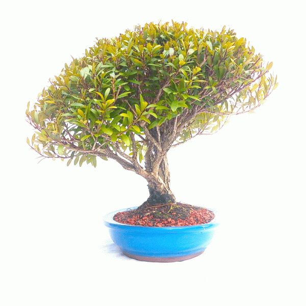 Bonsai de Cereja Anã 13 Anos - Image 3