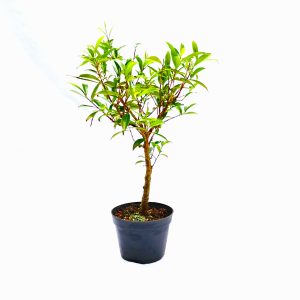 Pré Bonsai de Cereja do Rio Grande