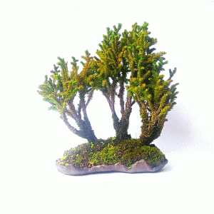 Bonsai de Criptoméria Japônica