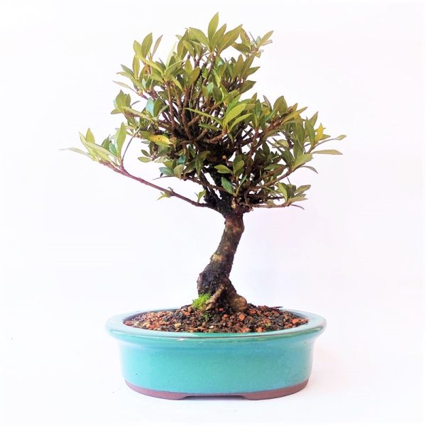 Bonsai de Jasmim do Cabo