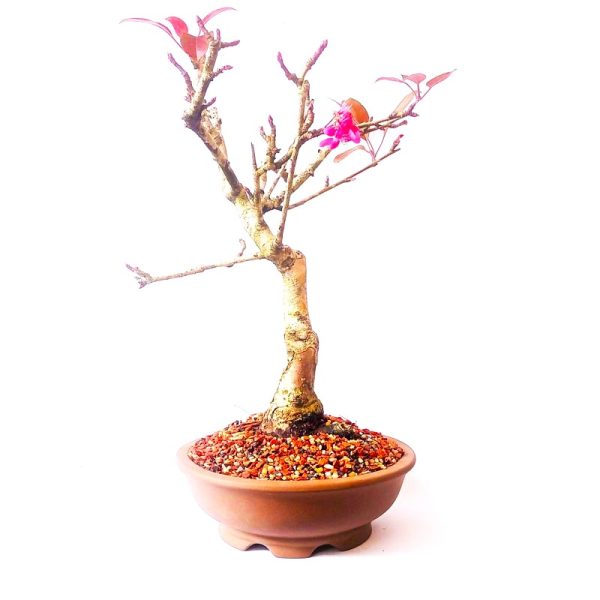 Bonsai de Maça Anã