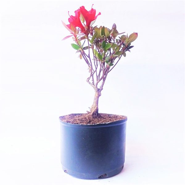 Pré Bonsai de Azaleia Satsuki cor Vermelha