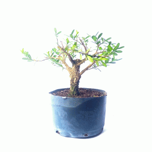 Pré Bonsai de Buxus Harlandii