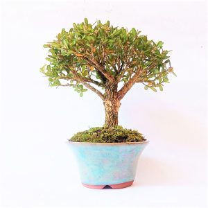 Bonsai de Buxus Harlandii