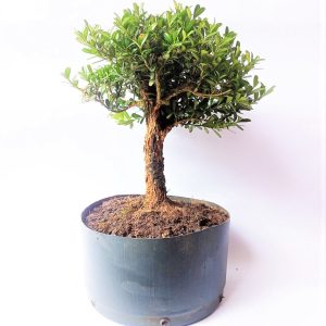 Pré Bonsai de Buxus Harlandii