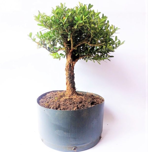 Pré Bonsai de Buxus Harlandii