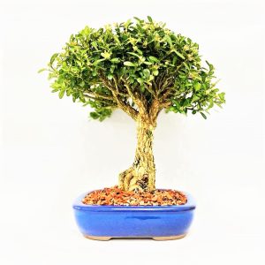 Bonsai de Buxus Harlandii