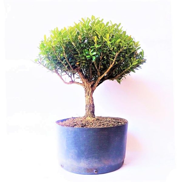 Pré Bonsai de Buxus Harlandii