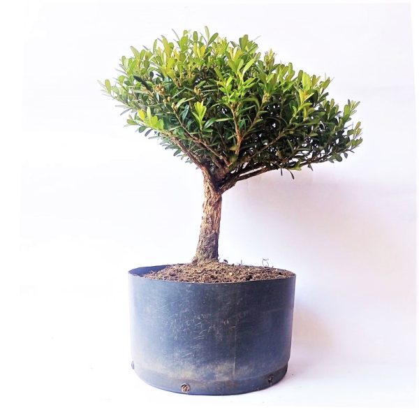 Pré Bonsai de Buxus Harlandii 5 anos - Image 3