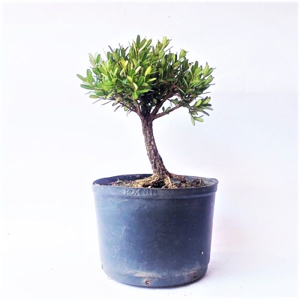 Pré Bonsai de Buxus Harlandii