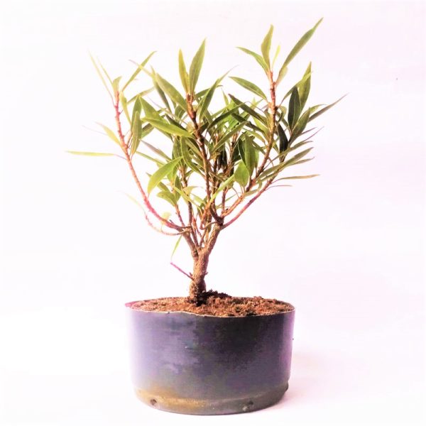 Pré bonsai de Fícus nerifolia