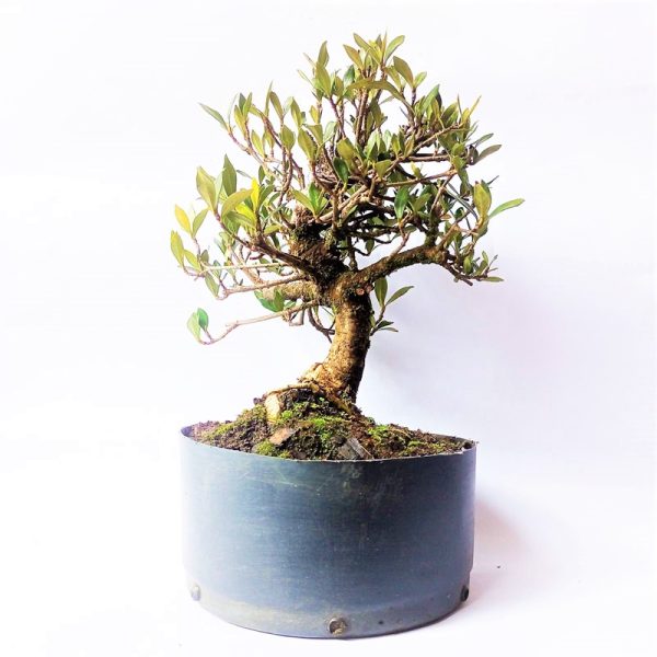 Pré Bonsai de Jasmim do Cabo