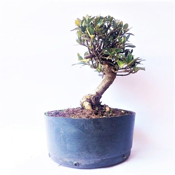 Pré bonsai de Jasmim do cabo