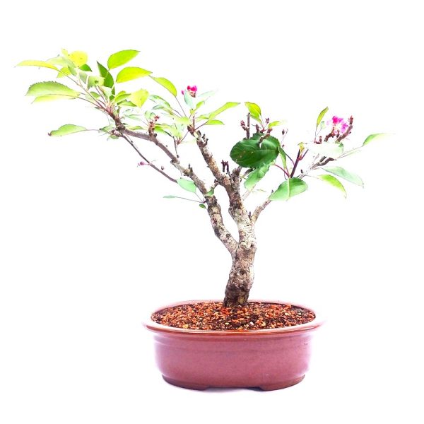 Bonsai de Mini maçã