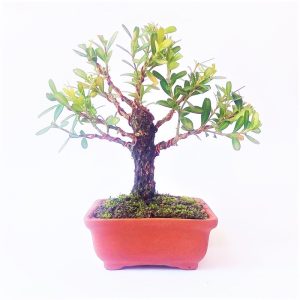 Bonsai de Buxus Harlandii