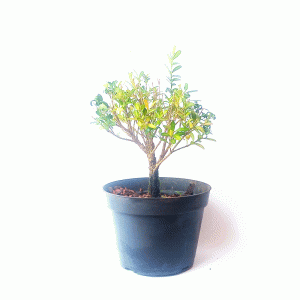 Pré bonsai de Buxus harlandii
