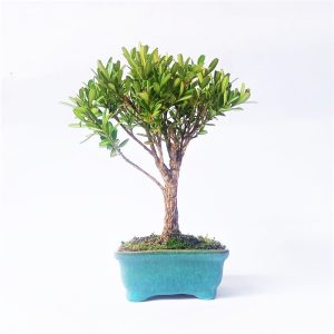 Bonsai de Buxus Harlandii