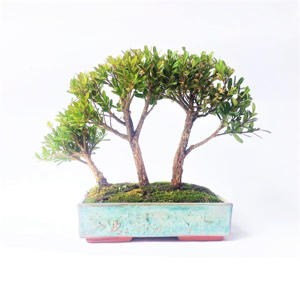 Bonsai de Buxus Harlandii