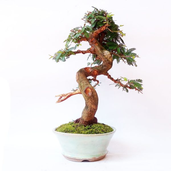 Bonsai de Caliandra Rosa