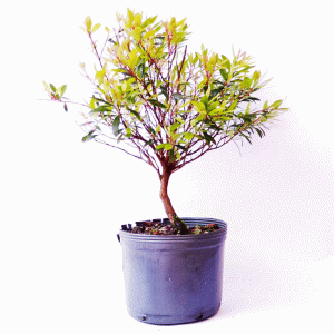 Pré Bonsai de Cereja Anã (mirtus)