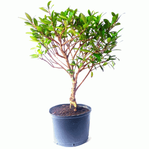 Pré bonsai de Cereja Anã