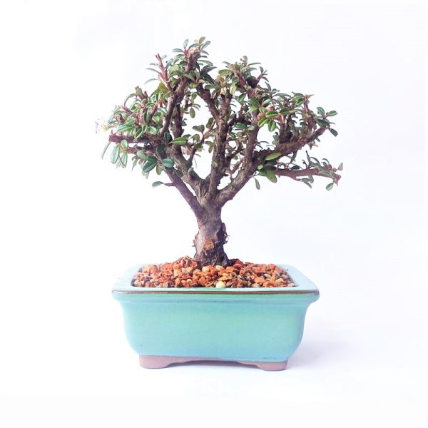 Bonsai de Cotoneaster Minifolia