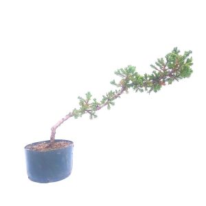 Pré bonsai de Junípero jacaré