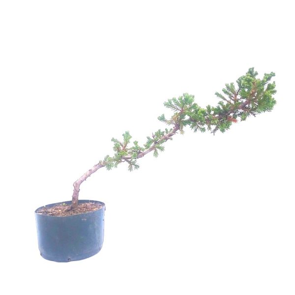 Pré bonsai de Junípero jacaré