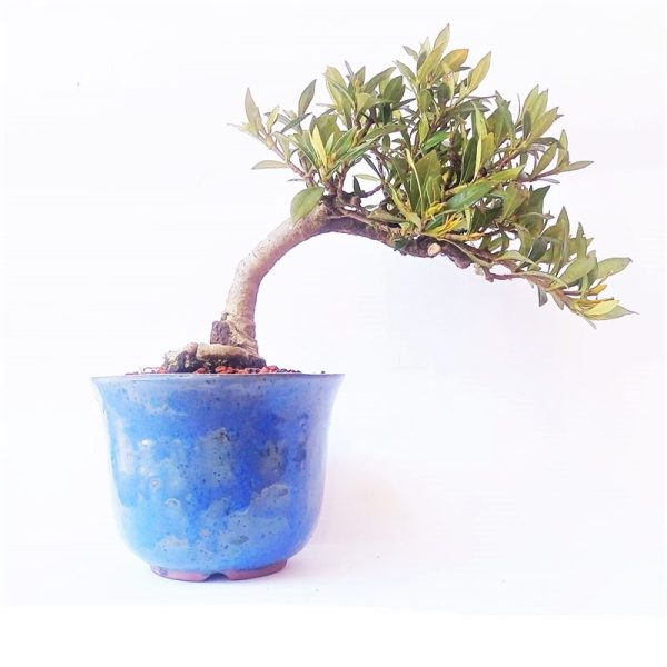 Bonsai de Jasmim do Cabo