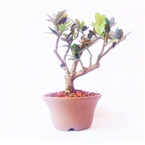 Bonsai de Oliveira