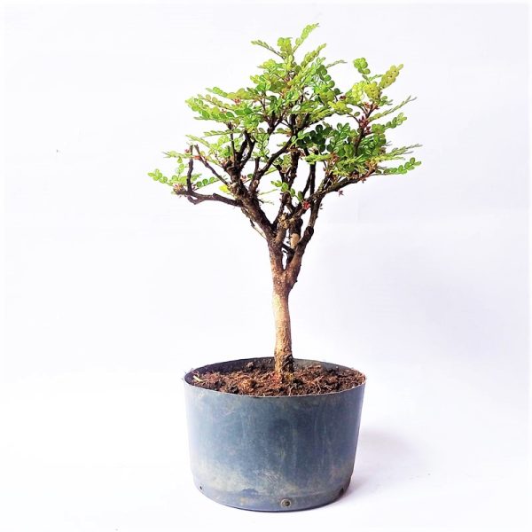 Pré Bonsai de Pepper Tree