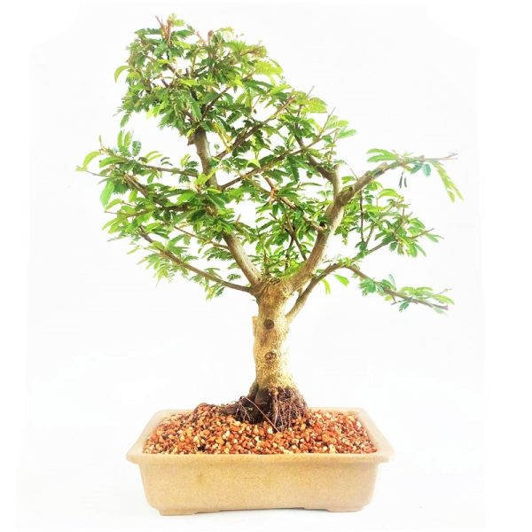 Bonsai de Caliandra Rosa