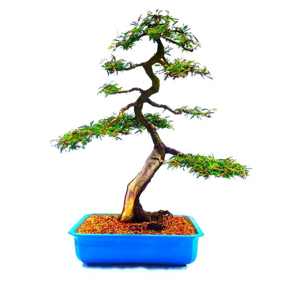 Bonsai de Caliandra Rosa