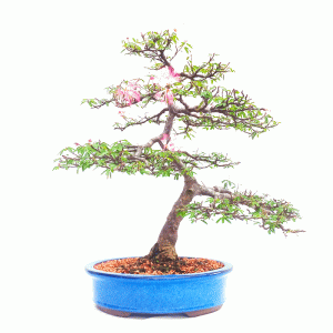 Bonsai de Caliandra Rosa
