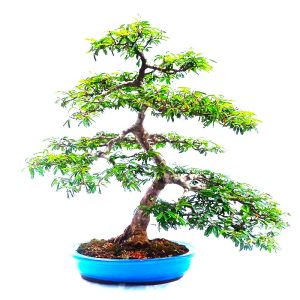 Bonsai de Caliandra Rosa