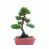Bonsai de Pinheiro Vermelho
