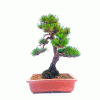 Bonsai de Pinheiro Vermelho (Akamatsu)17 anos - Imagem 3