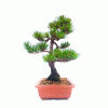 Bonsai de Pinheiro Vermelho (Akamatsu)17 anos - Imagem 4