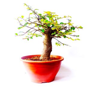 Pré bonsai de Ulmus chinês
