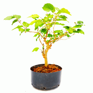 Pré Bonsai de Amoreira