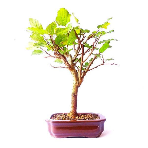 Bonsai de Amoreira