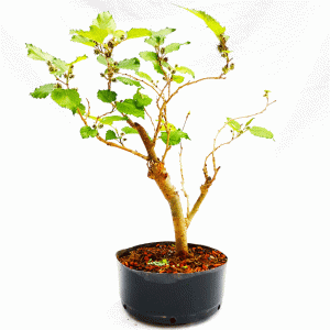 Pré Bonsai de Amoreira