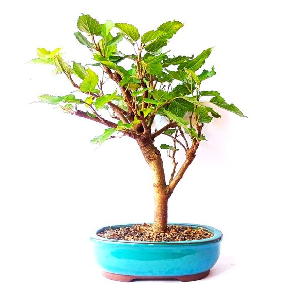 Bonsai de Amoreira