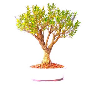 Bonsai de Buxus Harlandii