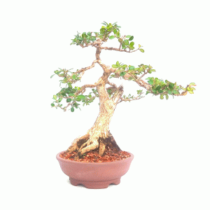 Bonsai de Buxus Sempervirens