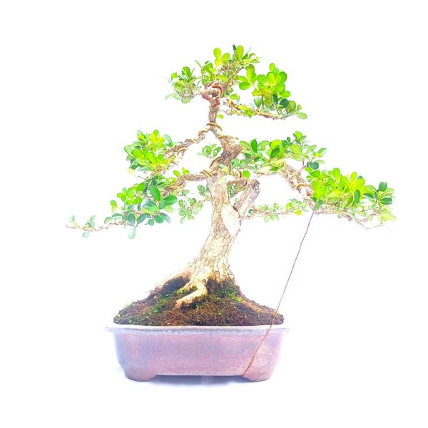 Bonsai de Buxus Sempervirens