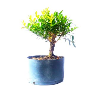 Pré Bonsai de Buxus Harlandii